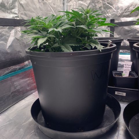 White widow Auto growlog timeline photo