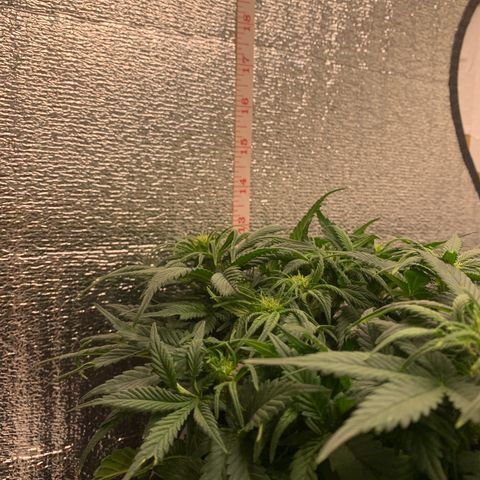 White widow Auto growlog timeline photo
