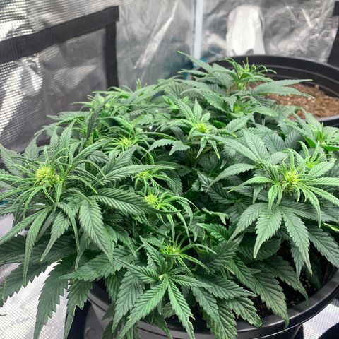 White widow Auto growlog timeline photo
