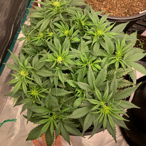White widow Auto growlog timeline photo