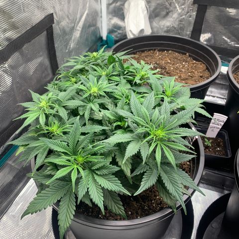 White widow Auto growlog timeline photo