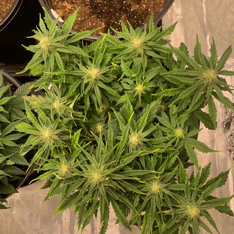 NYC diesel x White widow Auto growlog timeline photo
