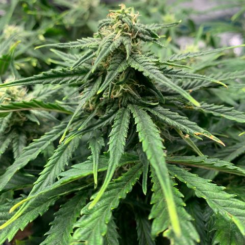 NYC diesel x White widow Auto growlog timeline photo