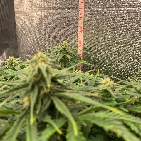 NYC diesel x White widow Auto growlog timeline photo