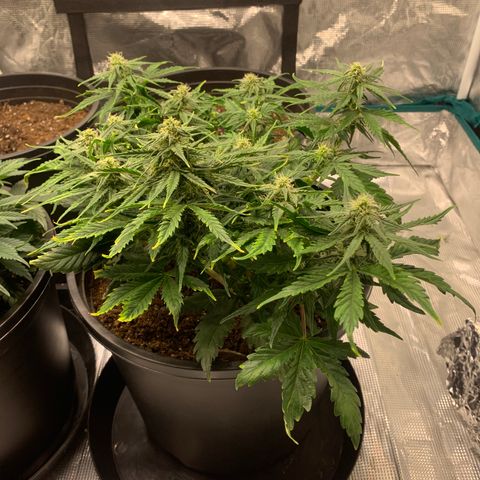 NYC diesel x White widow Auto growlog timeline photo