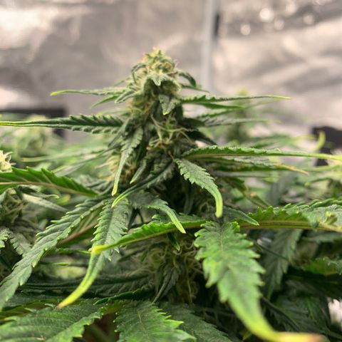 NYC diesel x White widow Auto growlog timeline photo