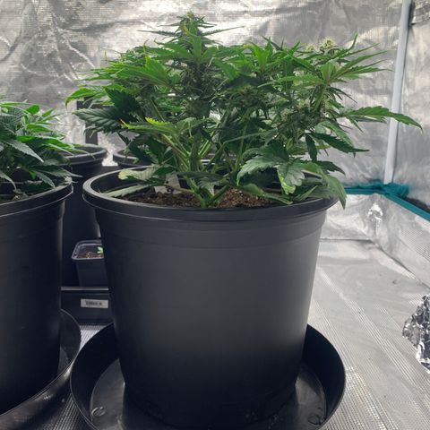 NYC diesel x White widow Auto growlog timeline photo