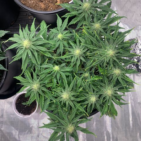 NYC diesel x White widow Auto growlog timeline photo