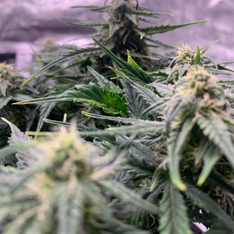 NYC diesel x White widow Auto growlog timeline photo