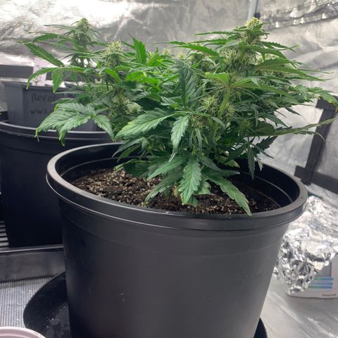 NYC diesel x White widow Auto growlog timeline photo