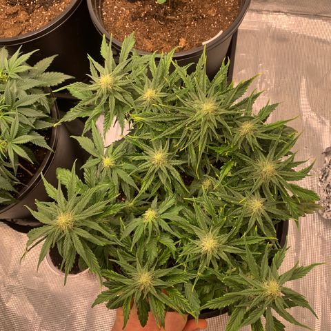 NYC diesel x White widow Auto growlog timeline photo