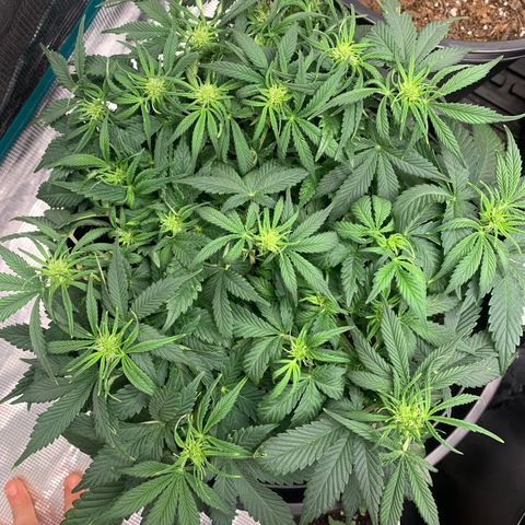 White widow Auto growlog timeline photo