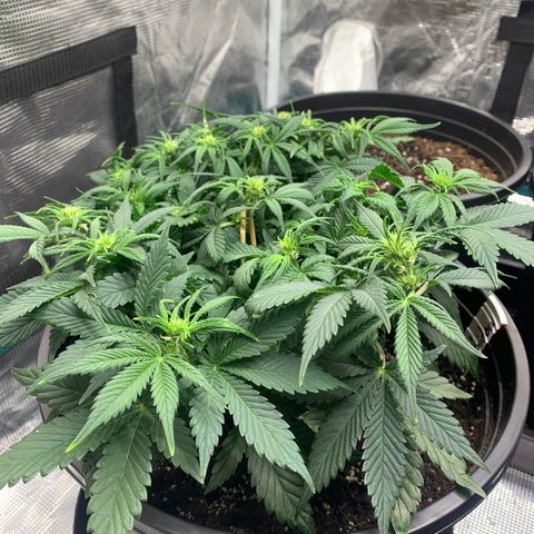 White widow Auto growlog timeline photo