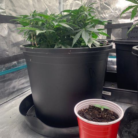White widow Auto growlog timeline photo