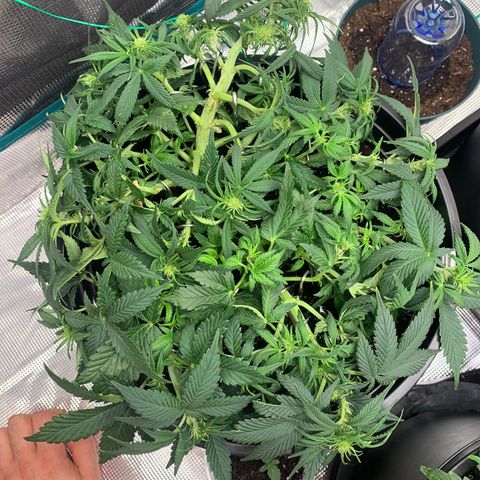 White widow Auto growlog timeline photo