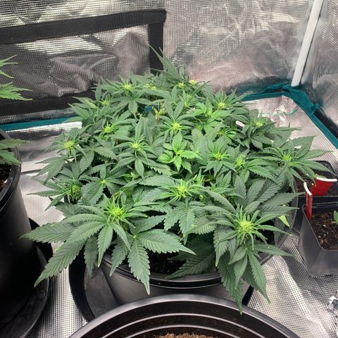 White widow Auto growlog timeline photo