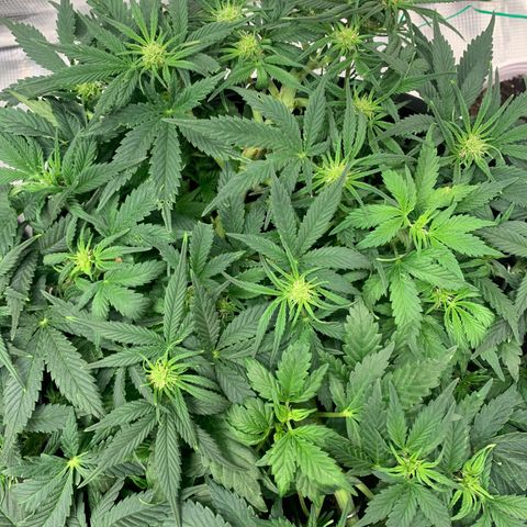 White widow Auto growlog timeline photo