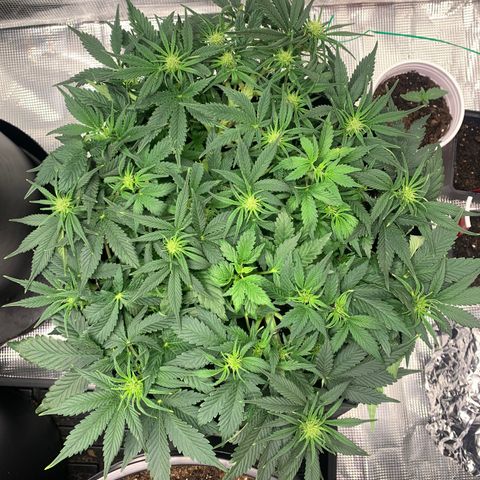 White widow Auto growlog timeline photo