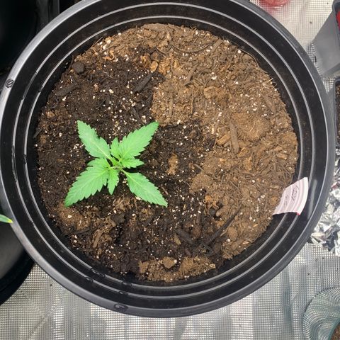Lost seed growlog timeline photo