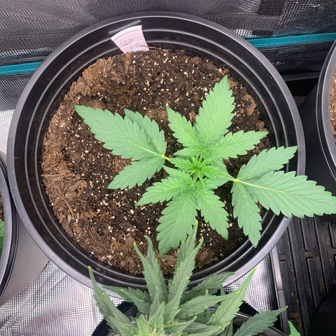 Lost seed growlog timeline photo