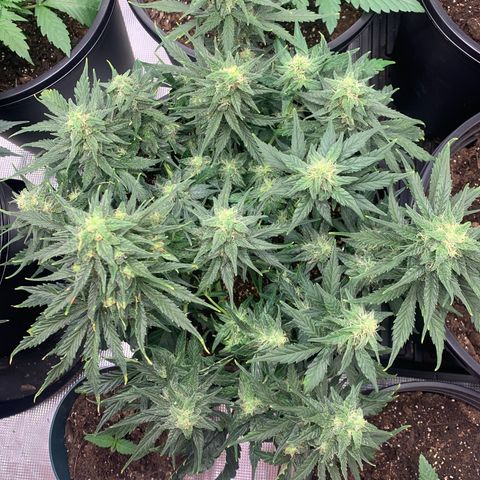 NYC diesel x White widow Auto growlog timeline photo