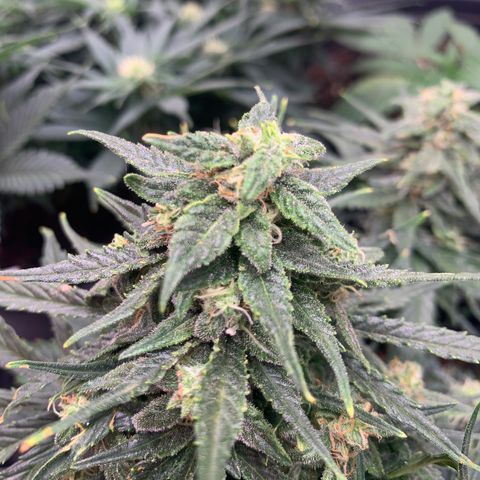 NYC diesel x White widow Auto growlog timeline photo