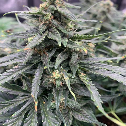 NYC diesel x White widow Auto growlog timeline photo
