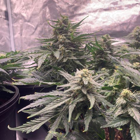 NYC diesel x White widow Auto growlog timeline photo
