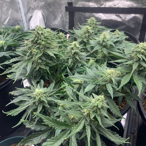 NYC diesel x White widow Auto growlog timeline photo