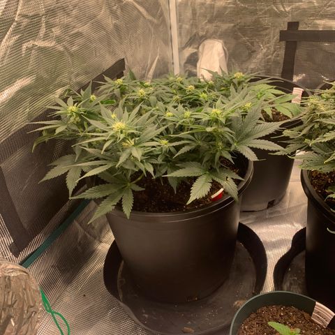 White widow Auto growlog timeline photo