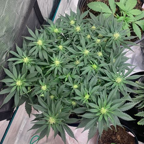 White widow Auto growlog timeline photo