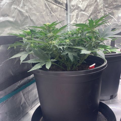 White widow Auto growlog timeline photo