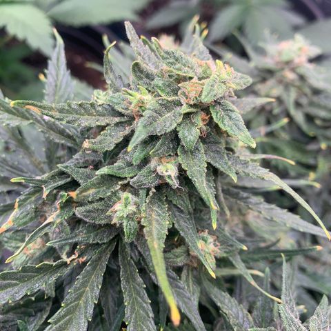 NYC diesel x White widow Auto growlog timeline photo