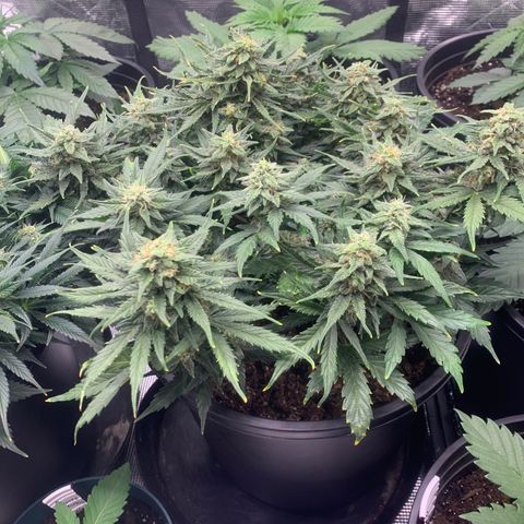 NYC diesel x White widow Auto growlog timeline photo
