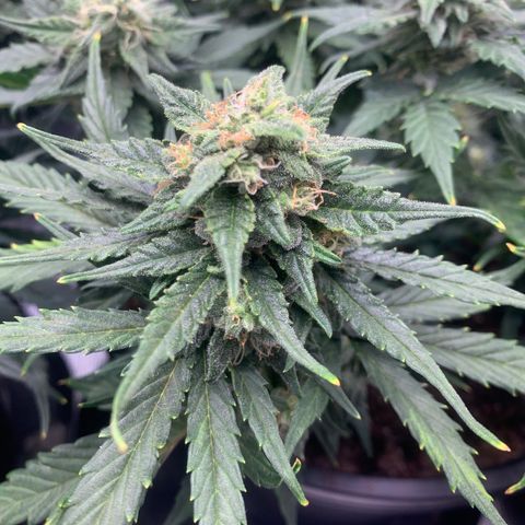 NYC diesel x White widow Auto growlog timeline photo