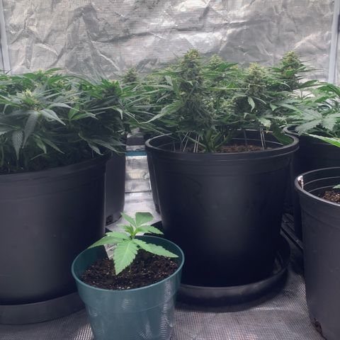NYC diesel x White widow Auto growlog timeline photo