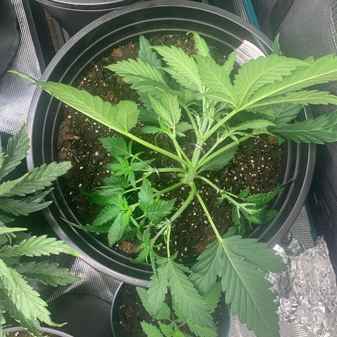 Lost seed growlog timeline photo
