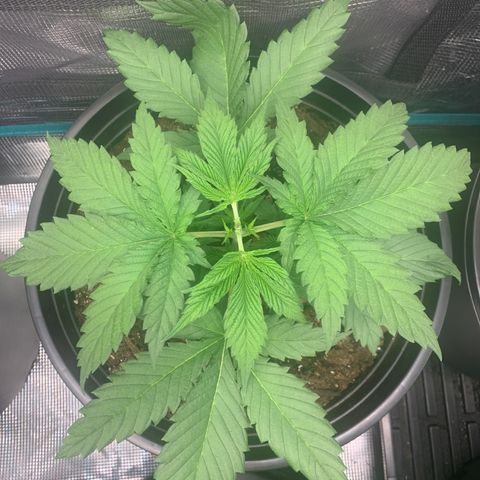 8 Ball #2 growlog timeline photo