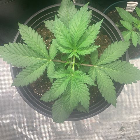 8 Ball #1 growlog timeline photo