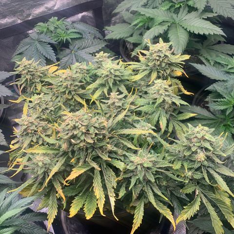 NYC diesel x White widow Auto growlog timeline photo
