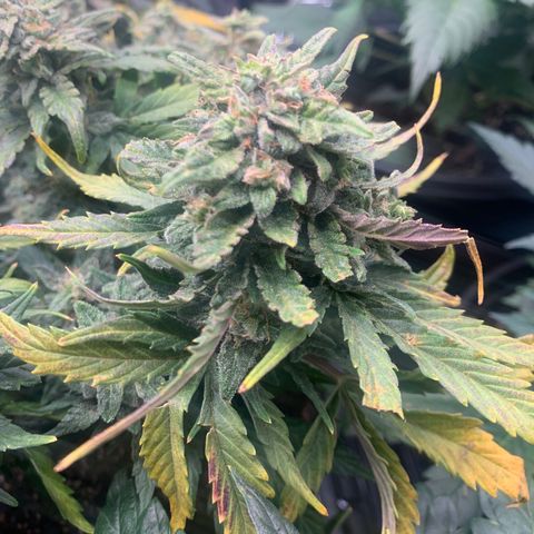 NYC diesel x White widow Auto growlog timeline photo