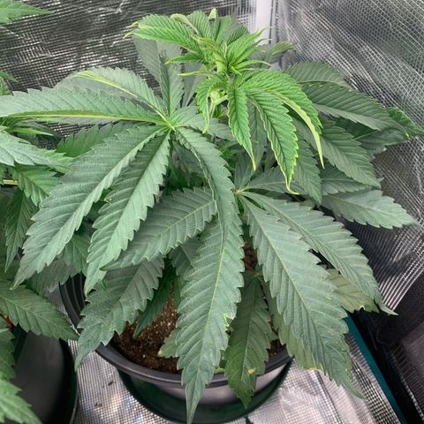 Runtz Muffin growlog timeline photo