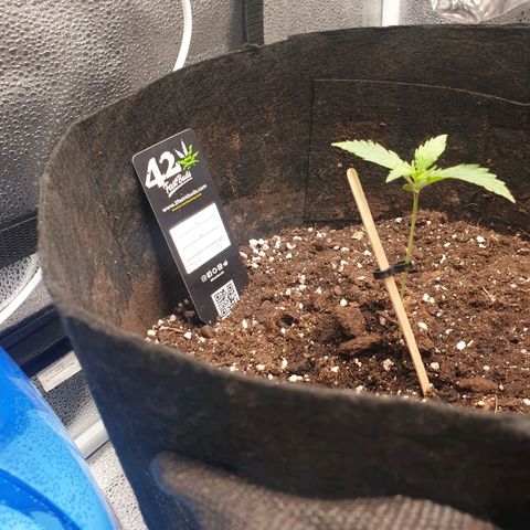 Lemon Kix  #1 growlog timeline photo