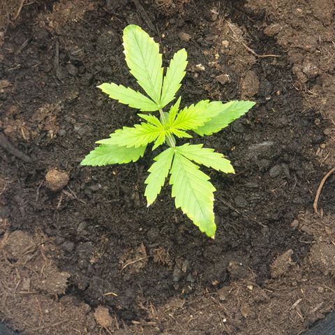 Rhino Ryder growlog timeline photo