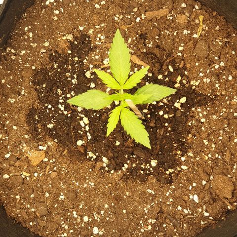 Lemon Kix  #2 growlog timeline photo
