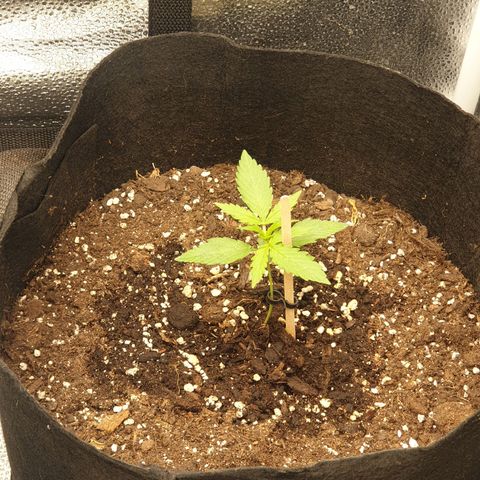Lemon Kix  #2 growlog timeline photo
