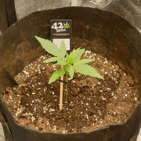 Lemon Kix  #1 growlog timeline photo