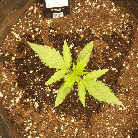 Lemon Kix  #1 growlog timeline photo