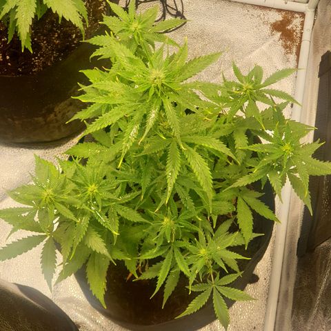 Rhino Ryder growlog timeline photo