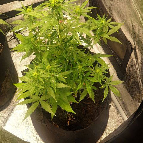 Rhino Ryder growlog timeline photo
